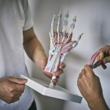 Eine Person hält ein anatomisches Modell einer menschlichen Hand vor sich.