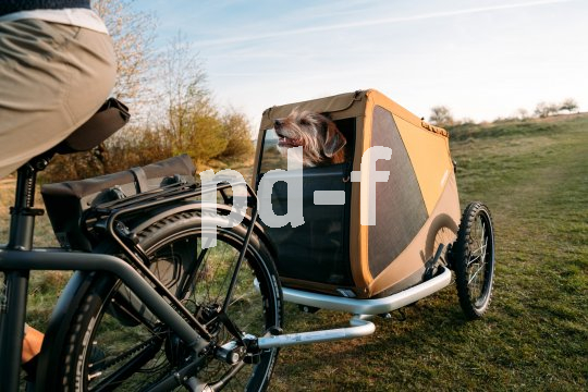 Dieser Hänger bietet auch einem große Hund ausreichend Platz. Zudem ist er auch als Jogger einsetzbar, gefedert und faltbar. Ein Hund schaut aus einem Anhänger an einem Fahrrad.