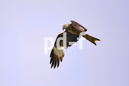 Ein Rotmilan im Flug.