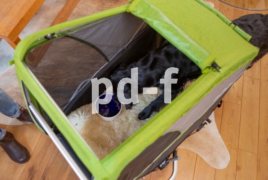 So verliert der Hund die Scheu vor dem Anhänger: Wo es so lecker schmeckt, kann Hund doch nicht falsch sein...